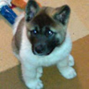 Meet your Posher, Jerry